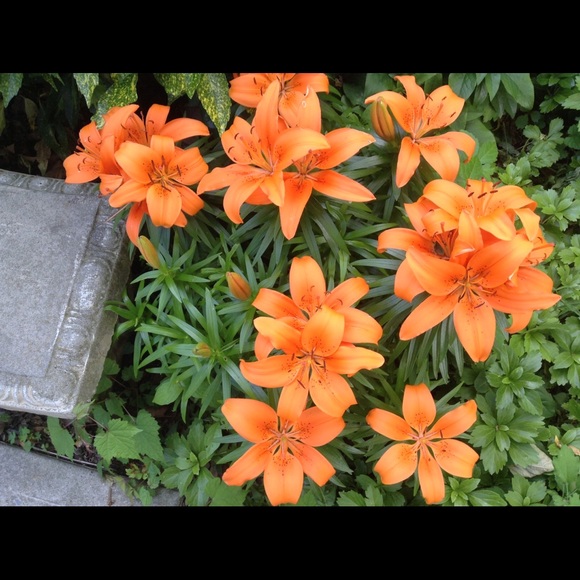 Meet your Poshers | NOT FOR SALE | - Picture 6 of 7